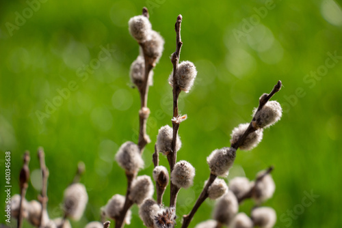 catkin bouquet macro photo with blurred background
