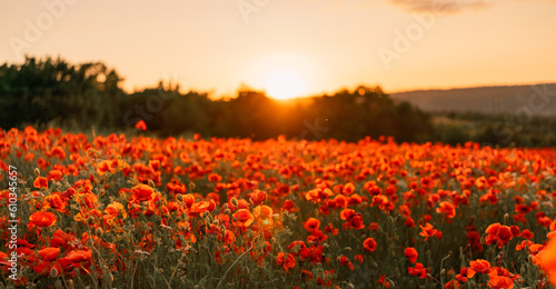 Field poppies sunset light. Red poppies flowers bloom in meadow. Concept nature, environment, ecosystem.