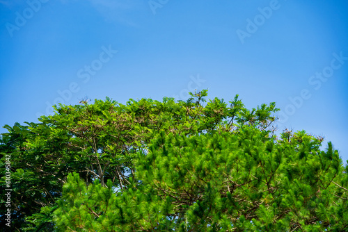 Green trees and a cloudy blue sky background