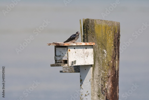 Purple Martin perched on top of a nest box