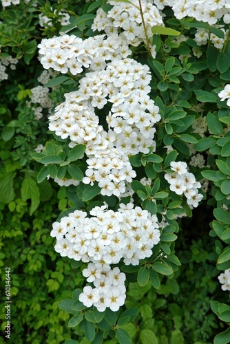 Brautspiere - Blüten photo