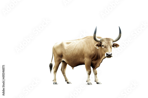 Cow transparent background, generative artificial intelligence 