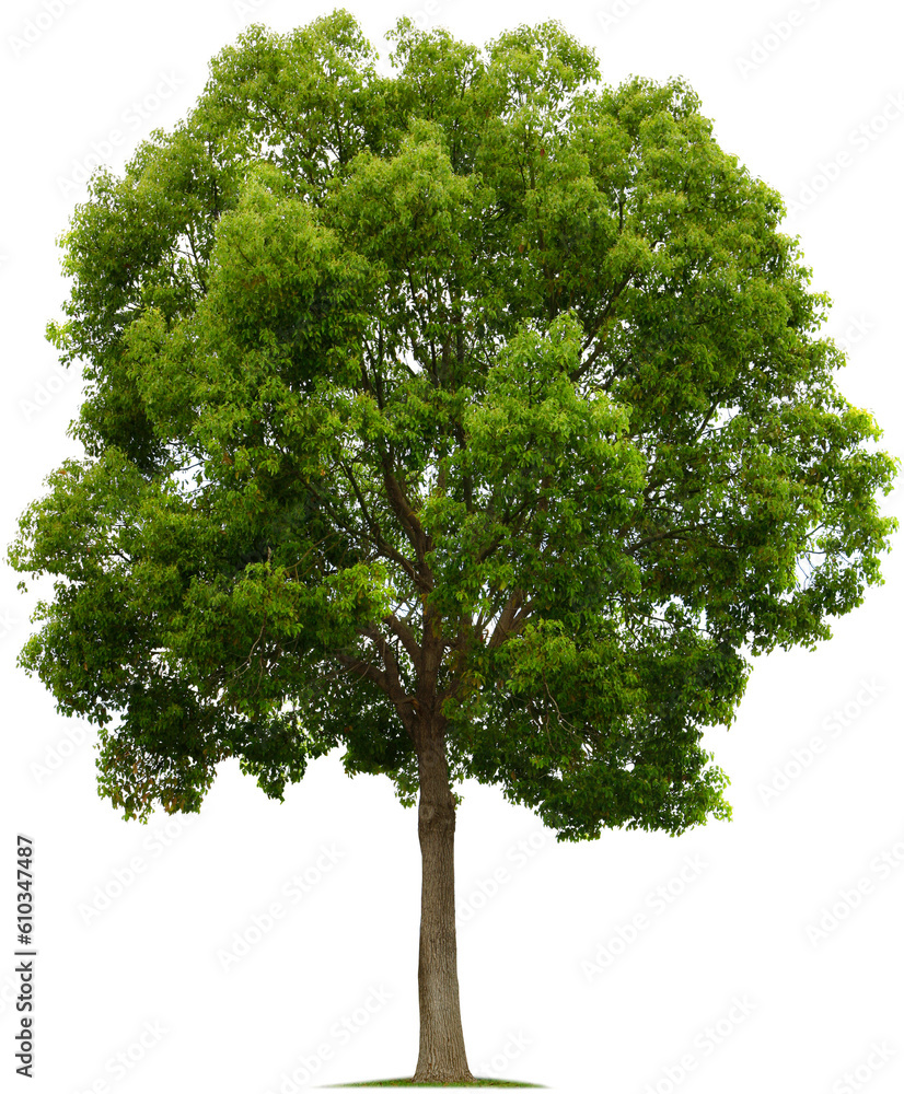 Isolated single tree with clipping path and alpha channel on a transparent picture background. Suitable for all types of art work and print in Photoshop. Tropical—Deciduous Vegetation. - obrazy, fototapety, plakaty 