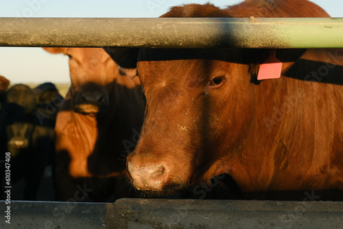 Cows at feedlot closeup behind fence, beef in agriculture industry concept. photo