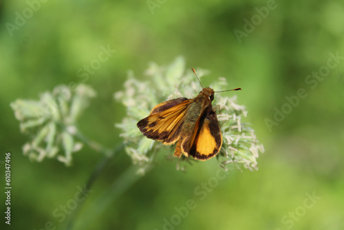 Male Zabulon skipper butterfly at Camp Ground Road Woods in Des Plaines, Illinois