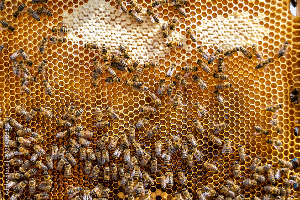 Abstract hexagon structure is honeycomb from bee hive filled Abstract hexagon structure is honeycomb from bee hive filled
