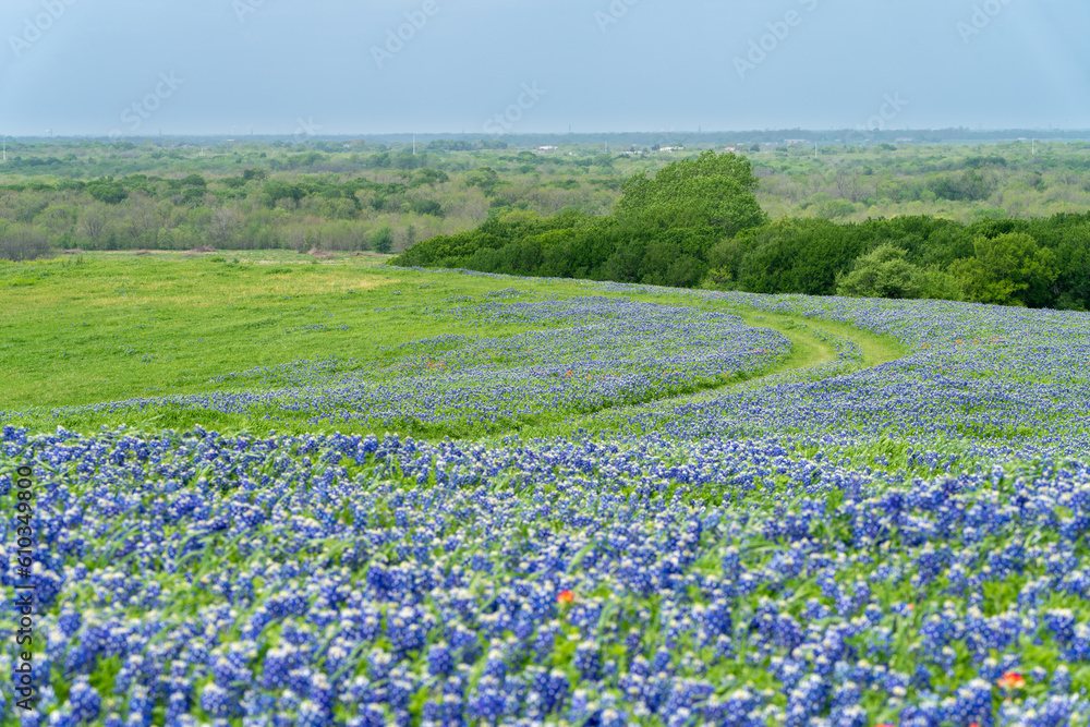 Texas bluebonnets blooming with small pathway through meadow
