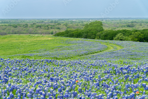 Texas bluebonnets blooming with small pathway through meadow
