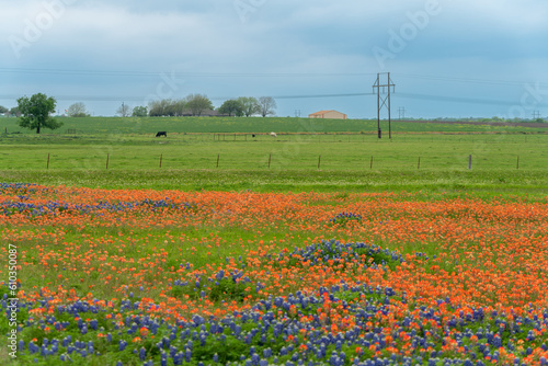 Countryside in Texas with powerline and blooming bluebonnet wildflowers with indian paintbrush