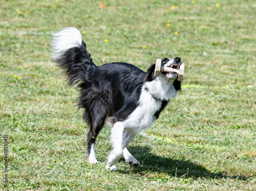 training of border collie for retrieving an object