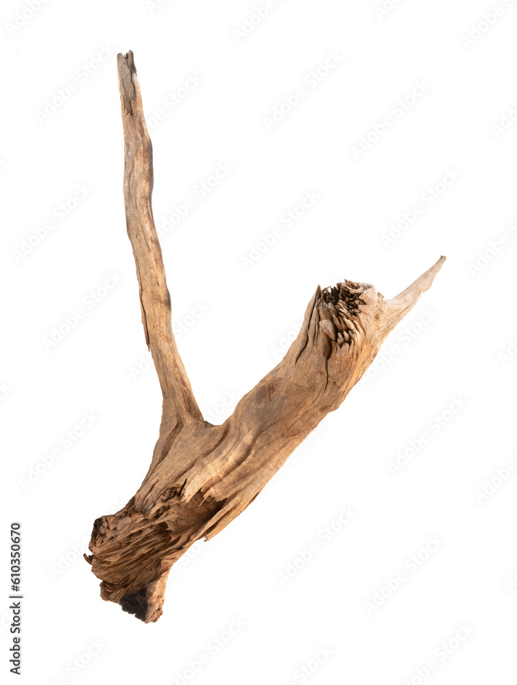 Fototapeta premium Dried tree