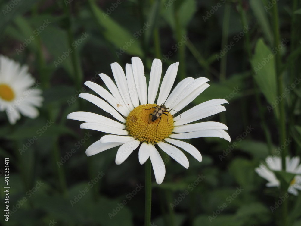 Photo of white field chamomile flowers on a green background Photo of white field chamomile flowers on a green background