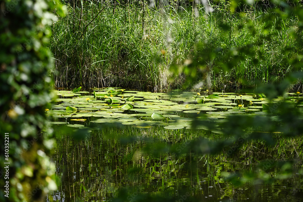pond with water lilies in the forest of Taubergiessen in south west Germany. Rhine river nature reserve pond with water lilies in the forest of Taubergiessen in south west Germany. Rhine river nature reserve