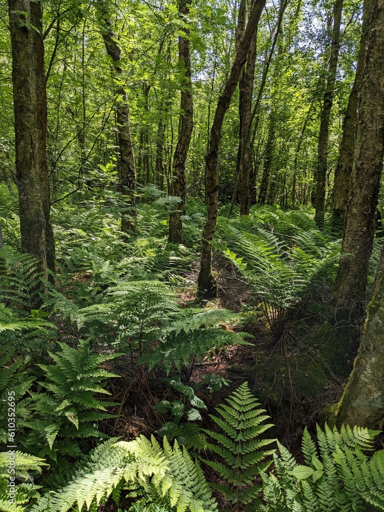 Fototapeta premium Deep woodland undergrowth in UK nature reserve