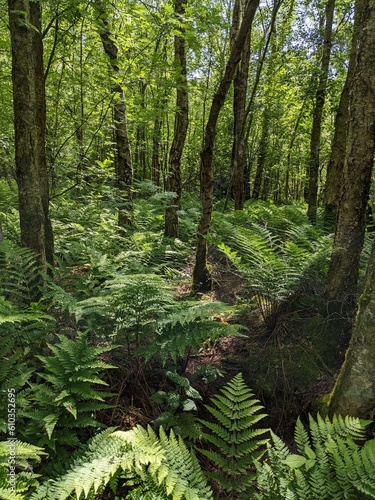 Deep woodland undergrowth in UK nature reserve