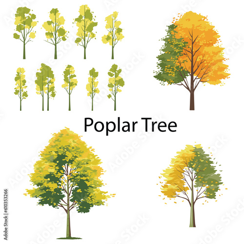 A set of flat poplar tree vector illustration