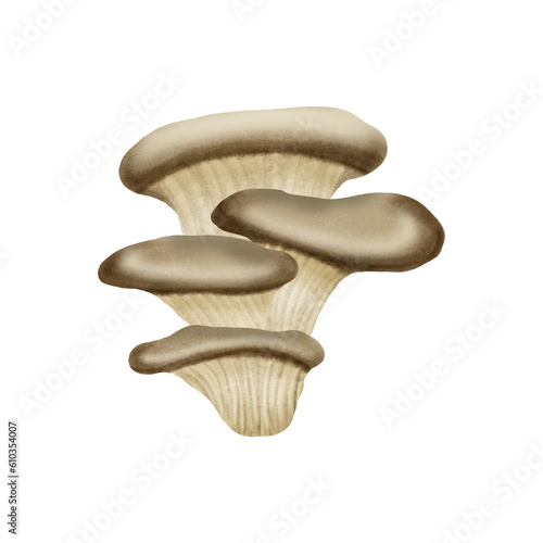 oyster mushroom hand drawn illustration