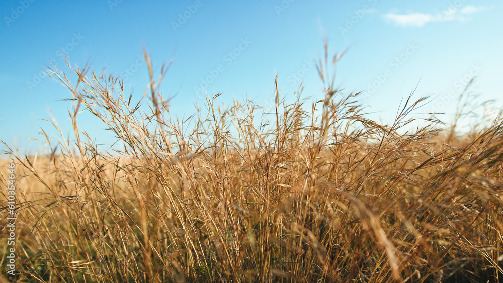 Spelt plants blown by the wind under a blue sky Spelt plants blown by the wind under a blue sky