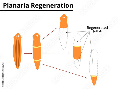 Planaria regeneration. Reproduction. Scientific Illustration.