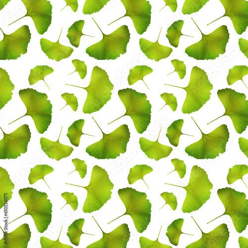 Autumn leaves. Ginkgo biloba leaves pattern on white background.