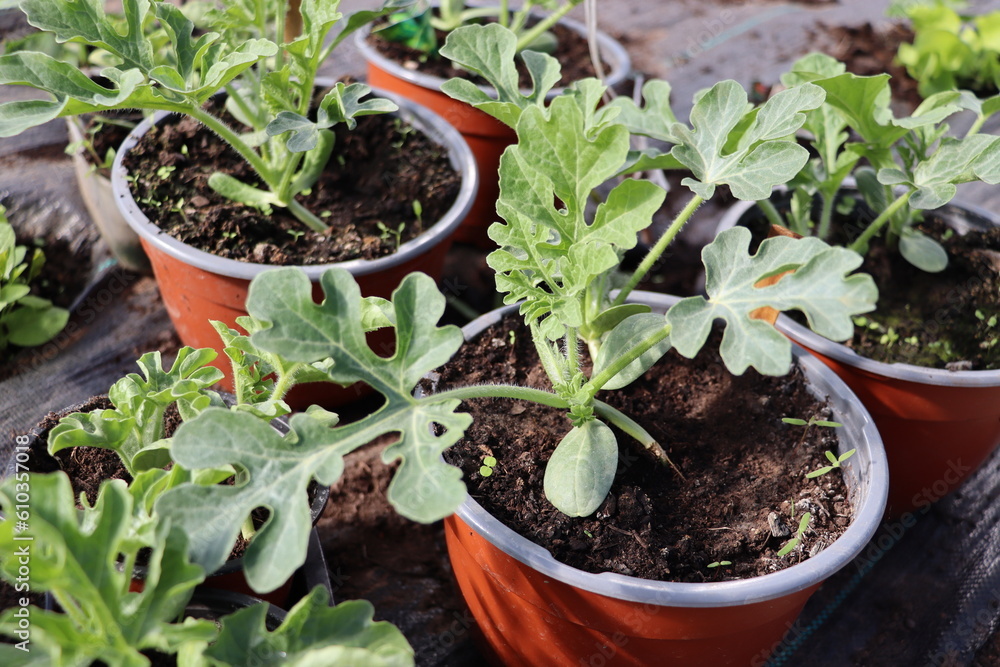 Watermelon seedlings, young sprouts in pots as new life concept Watermelon seedlings, young sprouts in pots as new life concept