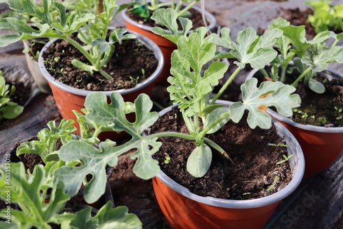 Watermelon seedlings, young sprouts in pots as new life concept