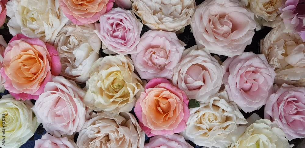 Flat lay background image of fresh roses. Colored fresh pink pastel roses rotating Flat lay background image of fresh roses. Colored fresh pink pastel roses rotating