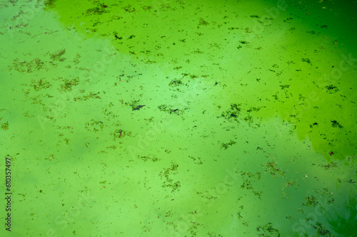Bild auf Leinwand Green pool water with algae and other organic debris