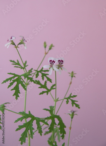 Pelargonium graveolens 'Lady Plymouth', Scented Geranium, Old Fashioned Rose Geranium flowers, on light pink background