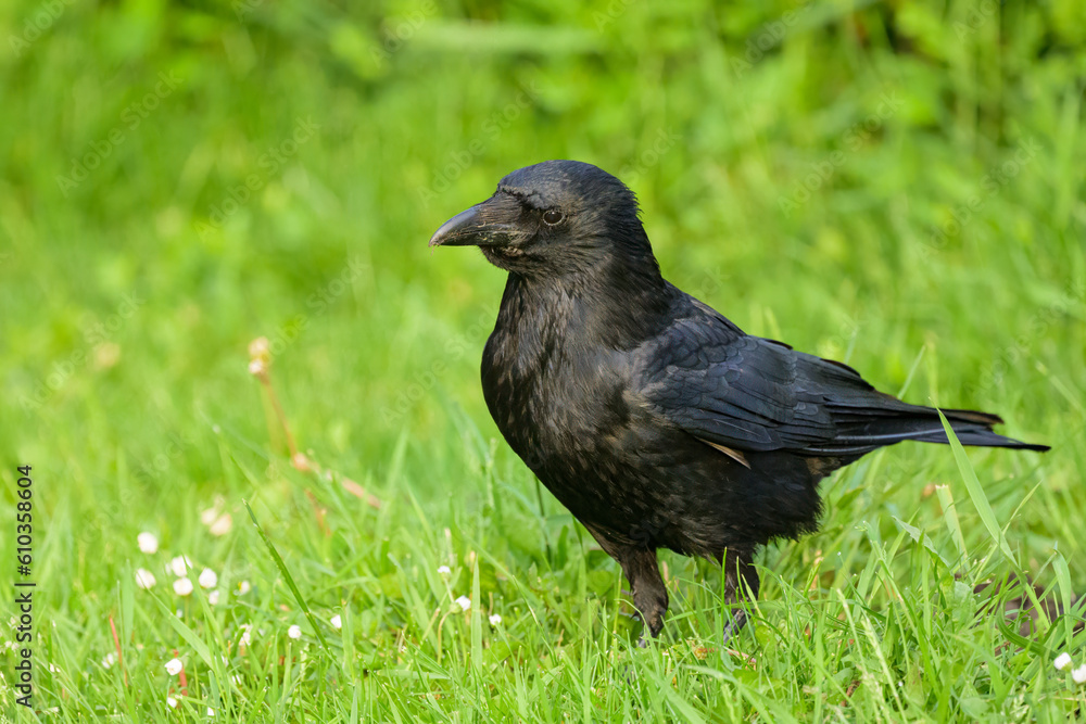 A carrion crow walking in a meadow on a sunny day in spring A carrion crow walking in a meadow on a sunny day in spring