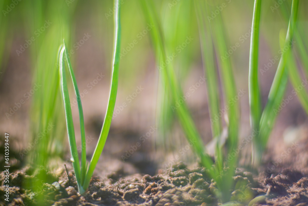 Onion crops planted in soil get ripe under sun. Cultivated land close up with sprout. Agriculture plant growing in bed row. Green natural food crop Onion crops planted in soil get ripe under sun. Cultivated land close up with sprout. Agriculture plant growing in bed row. Green natural food crop