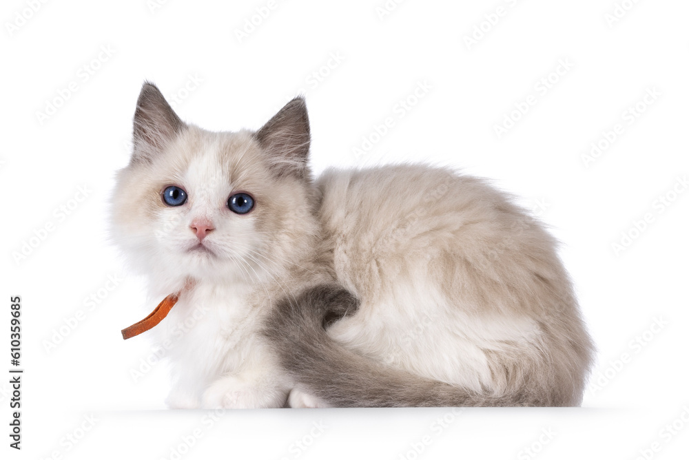 Obraz premium Sweet blue bicolor Ragdoll cat kitten, laying down side ways. Looking towards camera with blue eyes. Isolated on a white background.