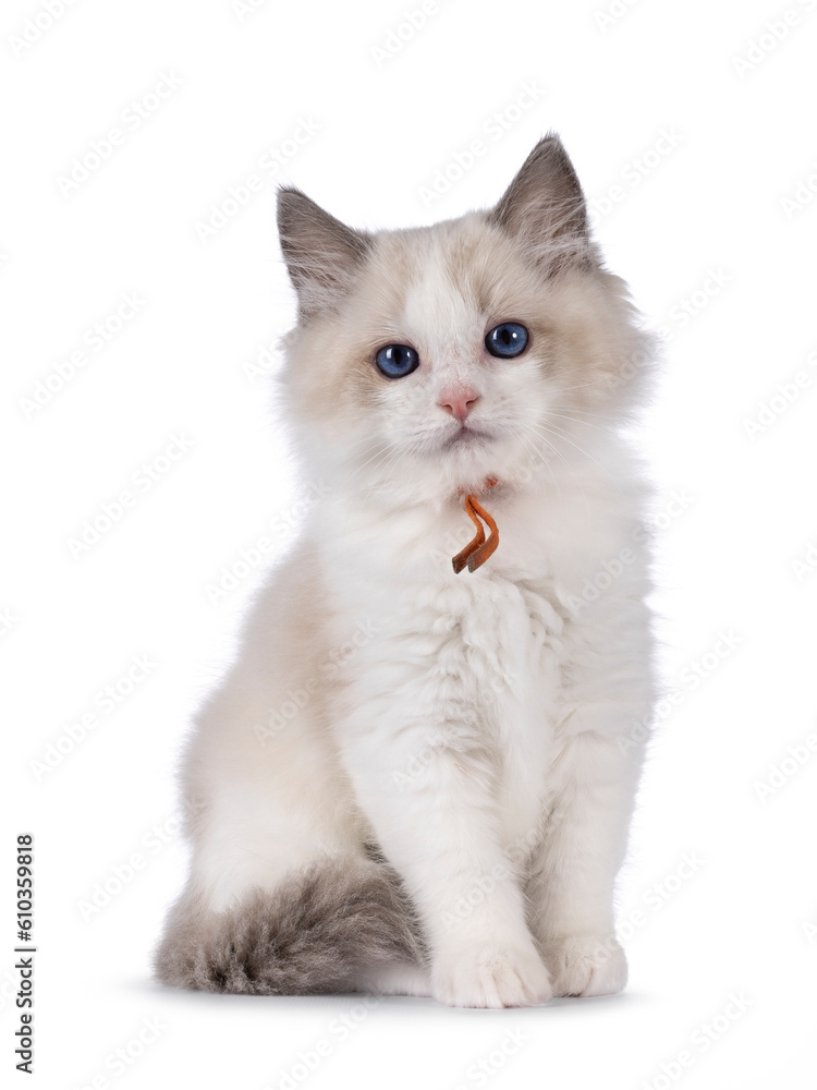 Sweet blue bicolor Ragdoll cat kitten, sitting up facing front. Looking towards camera with blue eyes. Isolated on a white background.