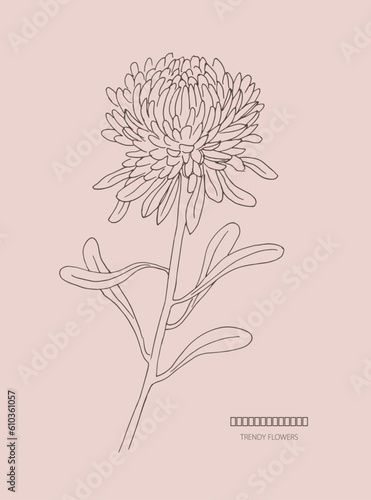 Chrysanthemum, line art , chrysanthemums, flowers, sketches ,floral illustration, blossom, botanical drawing , flower 