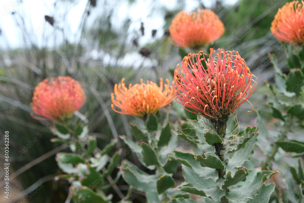 Pincushion protea rotten on the tree. Flower rotten on the tree