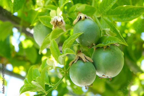 Passion fruits amount leaves on the vine.