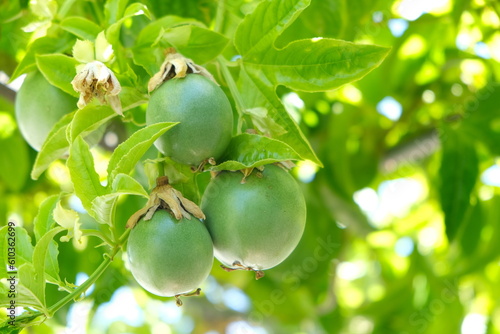 Passion fruits amount leaves on the vine.