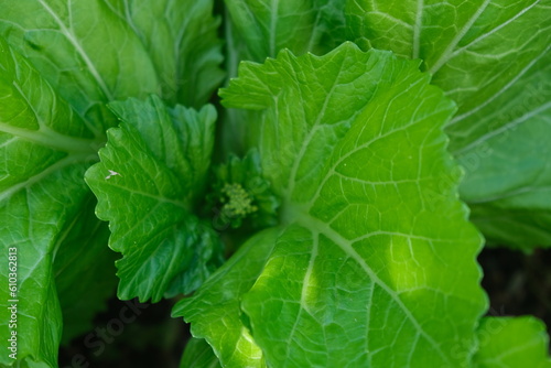 Mustard greens. Images vegetable. Mustard greens in the garden .
