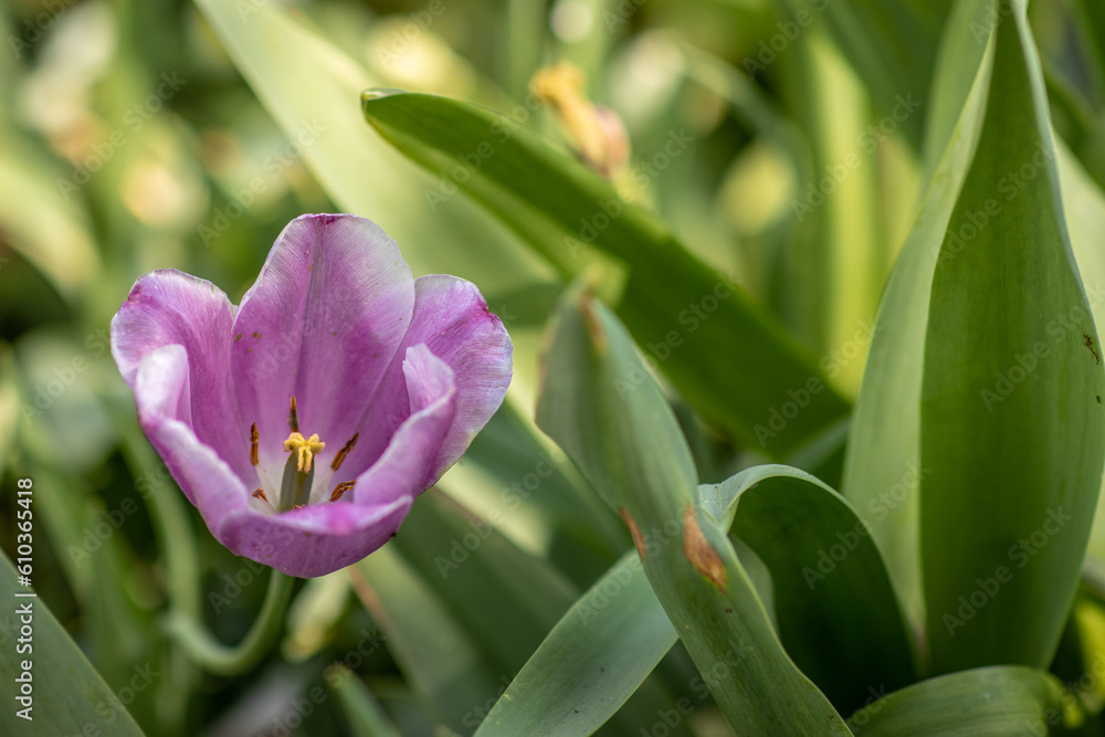 Purple Tulip in a Sunlit Garden in Spring Purple Tulip in a Sunlit Garden in Spring