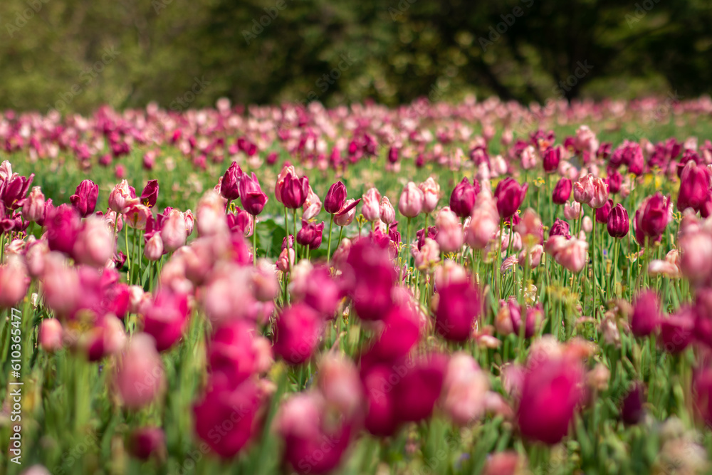 Light Pink and Magenta Tulips in a Sunlit Field in Spring