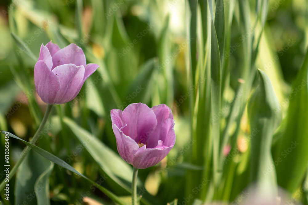 Purple Tulips in a Sunlit Garden in Spring Purple Tulips in a Sunlit Garden in Spring