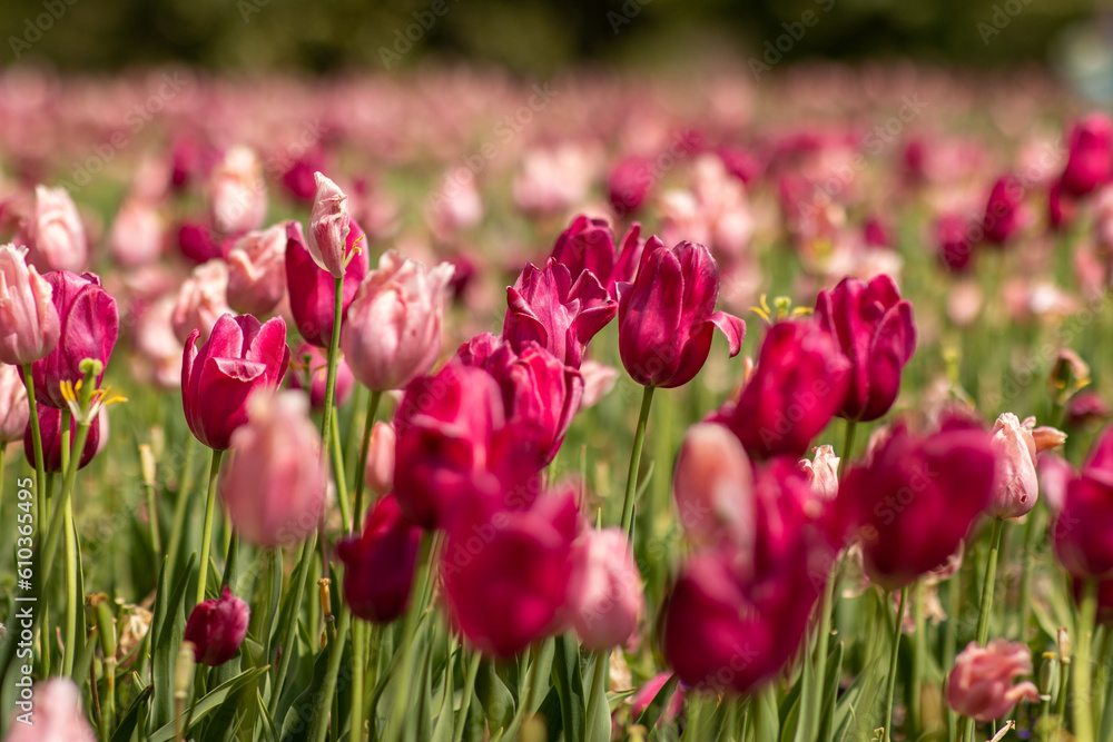Light Pink and Magenta Tulips in a Sunlit Field in Spring, Blurred Background Light Pink and Magenta Tulips in a Sunlit Field in Spring, Blurred Background