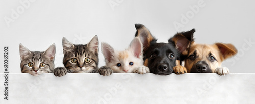 A row of cats and dogs hanging with their paws over a white banner.