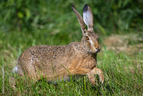Fototapeta Naklejka Na Ścianę i Meble -  European hare
