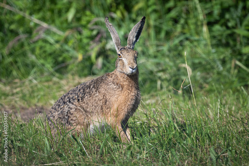 European hare © Micha