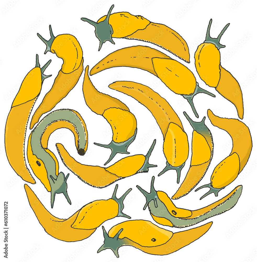 Φωτογραφία Banana slug party