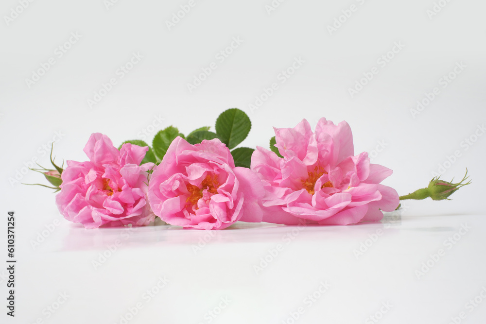 Rosa damascena. Damask rose. Oil-bearing rose. Bulgarian rose oil.	Organic. Rose water.