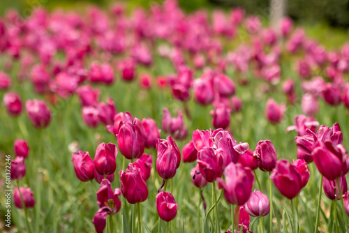 Hot Pink Magenta Tulips in a Field in Spring, Blurred Background