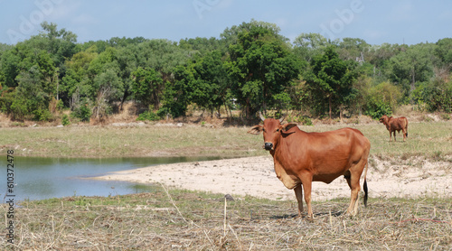 Thai cow. Cow grazing green grass in meadow. Brown cow in pasture. Beef cow cattle farming. Livestock. Animal farm field near river and mountain. Landscape of meadow in countryside.