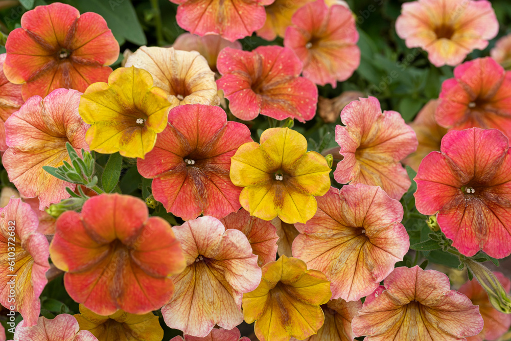 Summertime display of a blend of yellow, coral and orange petunia flowers.